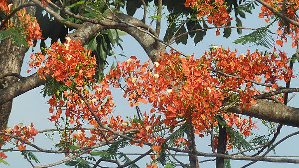 Alleppey (160)